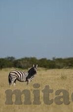 大象传媒最新下载地址-探索大象传媒最新下载途径，便捷、安全与高效并行的选择